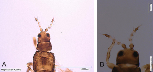 Figure 2. Head and thorax of an adult bean thrips, Caliothrips fasciatus Pergande showing antenna with eight antennal segments (A) and enlarged view of one antenna (B). Photograph by Rafia A. Khan, Entomology and Nematology Department, University of Florida. 